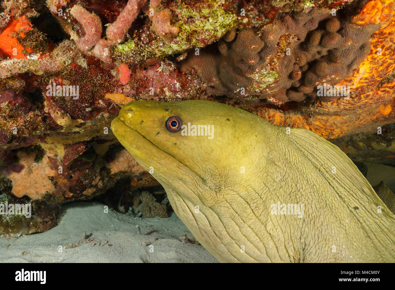 Green Moray Eel tucked under Coral Ledge Stock Photo