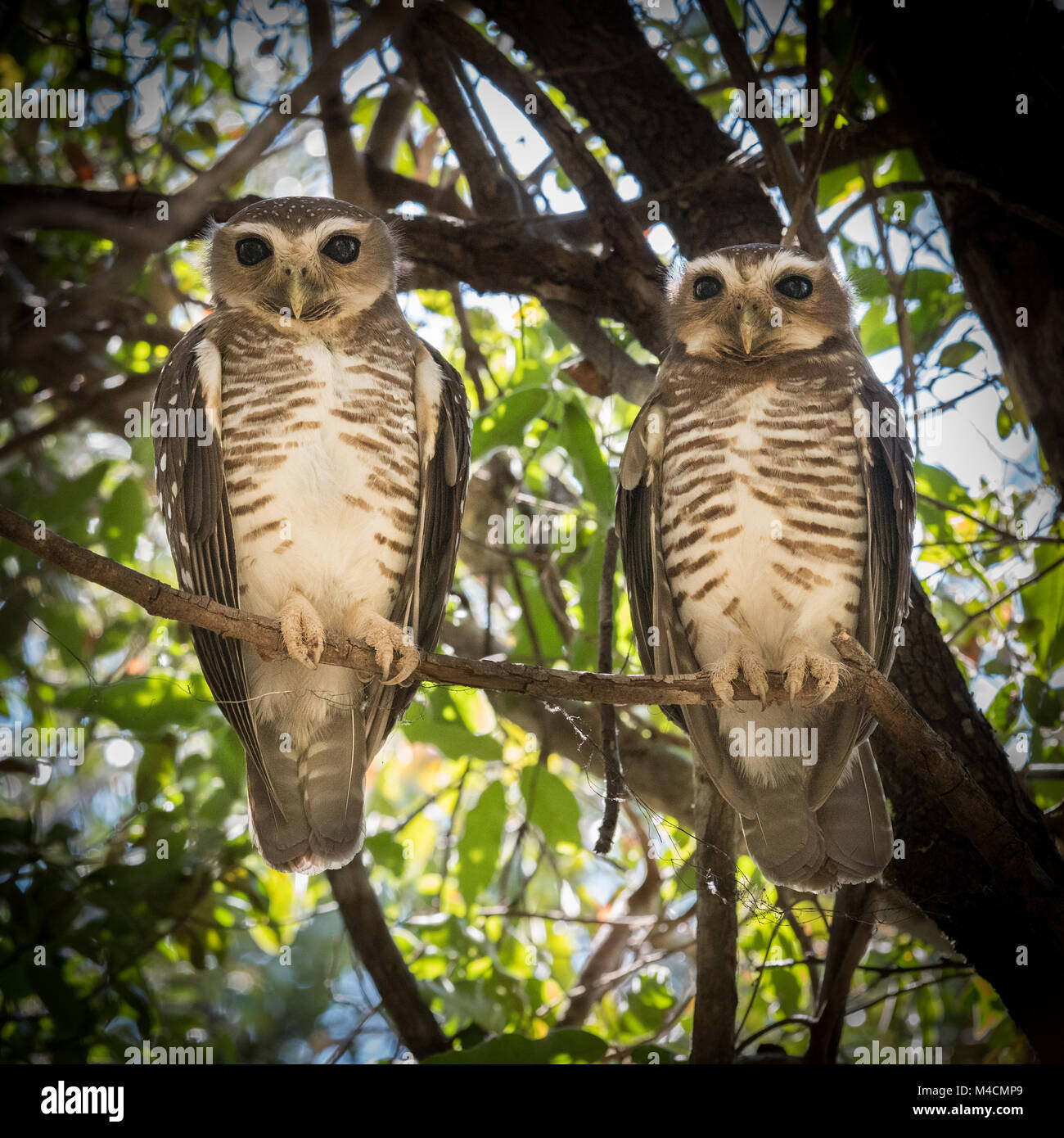 Pair of White Browned Hawk Owls (Ninox superciliaris), Zombitse, Madagascar Stock Photo