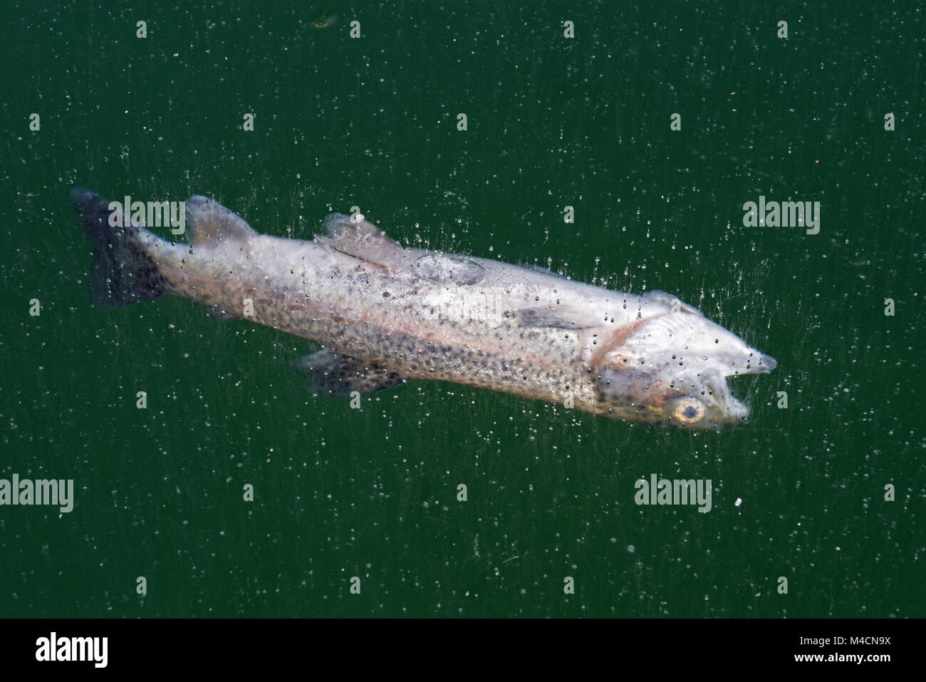 dead trout frozen in the ice on the surface of a mountain lake Stock Photo