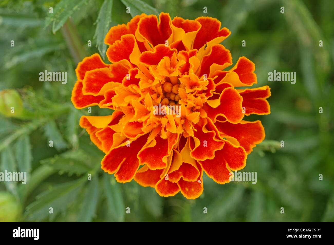 macro image of orange marigold flower with green background Stock Photo
