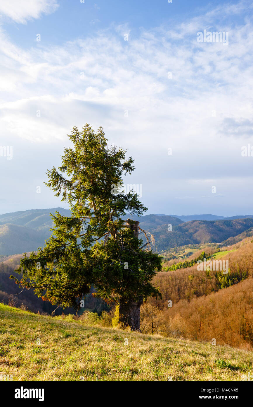 Tree on top of a hill hi-res stock photography and images - Alamy