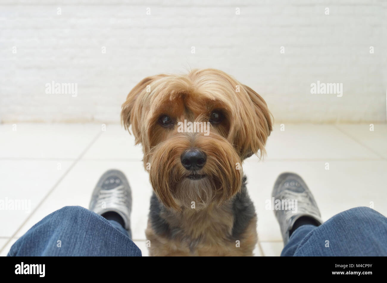 Dog between legs hires stock photography and images Alamy