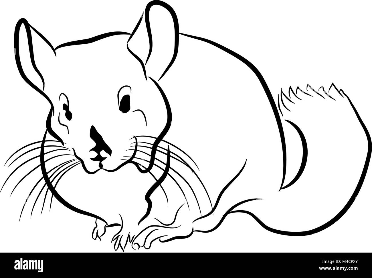 An Image Of A Chinchilla Stock Vector Image Art Alamy