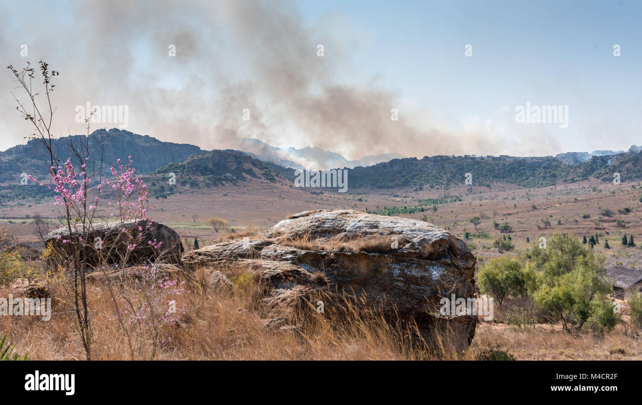 Burning Trees and Bushes in Isalo National Park, Madagascar Stock Photo Alamy