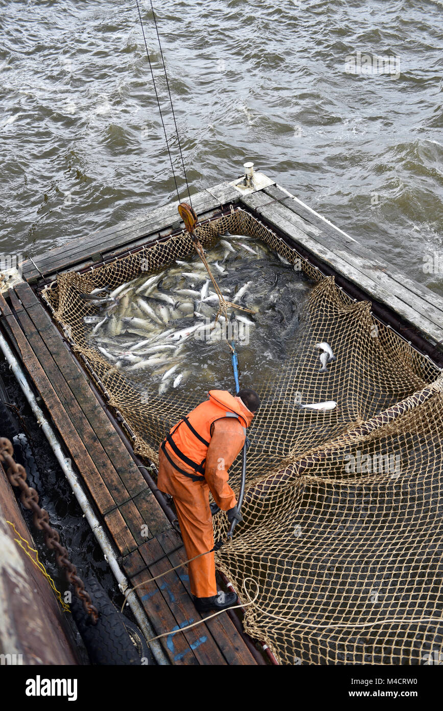 Salmon fishing season in Arctic Stock Photo Alamy