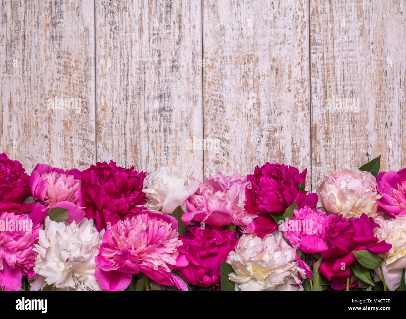 Border of peonies on a wooden background with empty space for text. Floral design. Pink and purple spring flowers. View from above, flat lay, top view Stock Photo