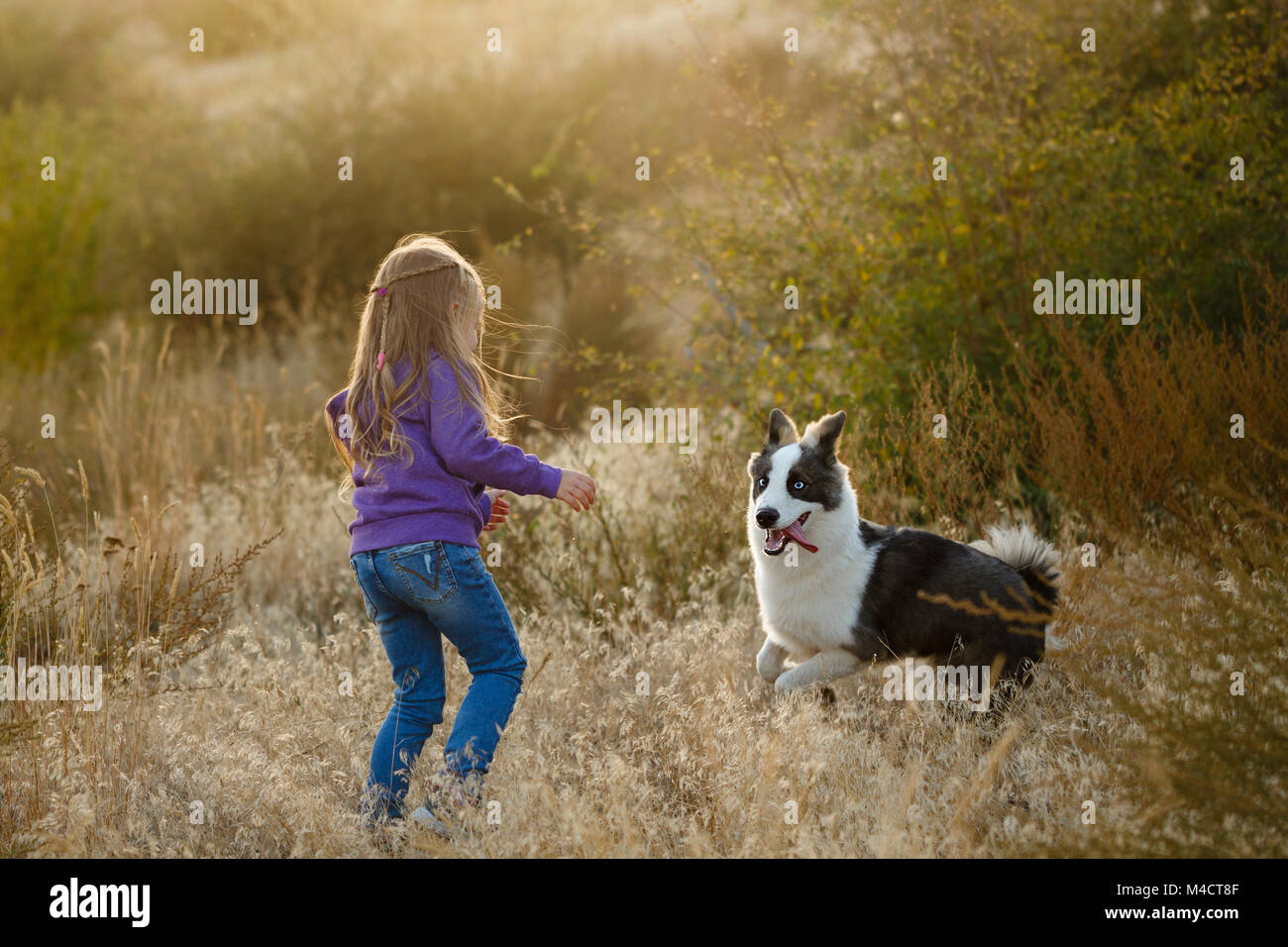 A little girl is playing with a dog on a golden meadow in the rays of ...