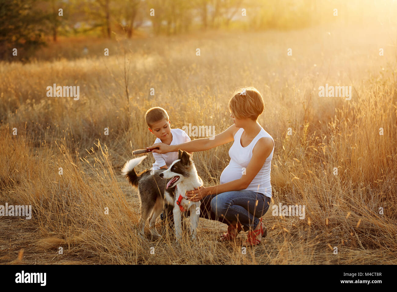 Family time. A pregnant mother and son are combed by a dog on a golden meadow. Pedigree dog Yakut Husky. Stock Photo