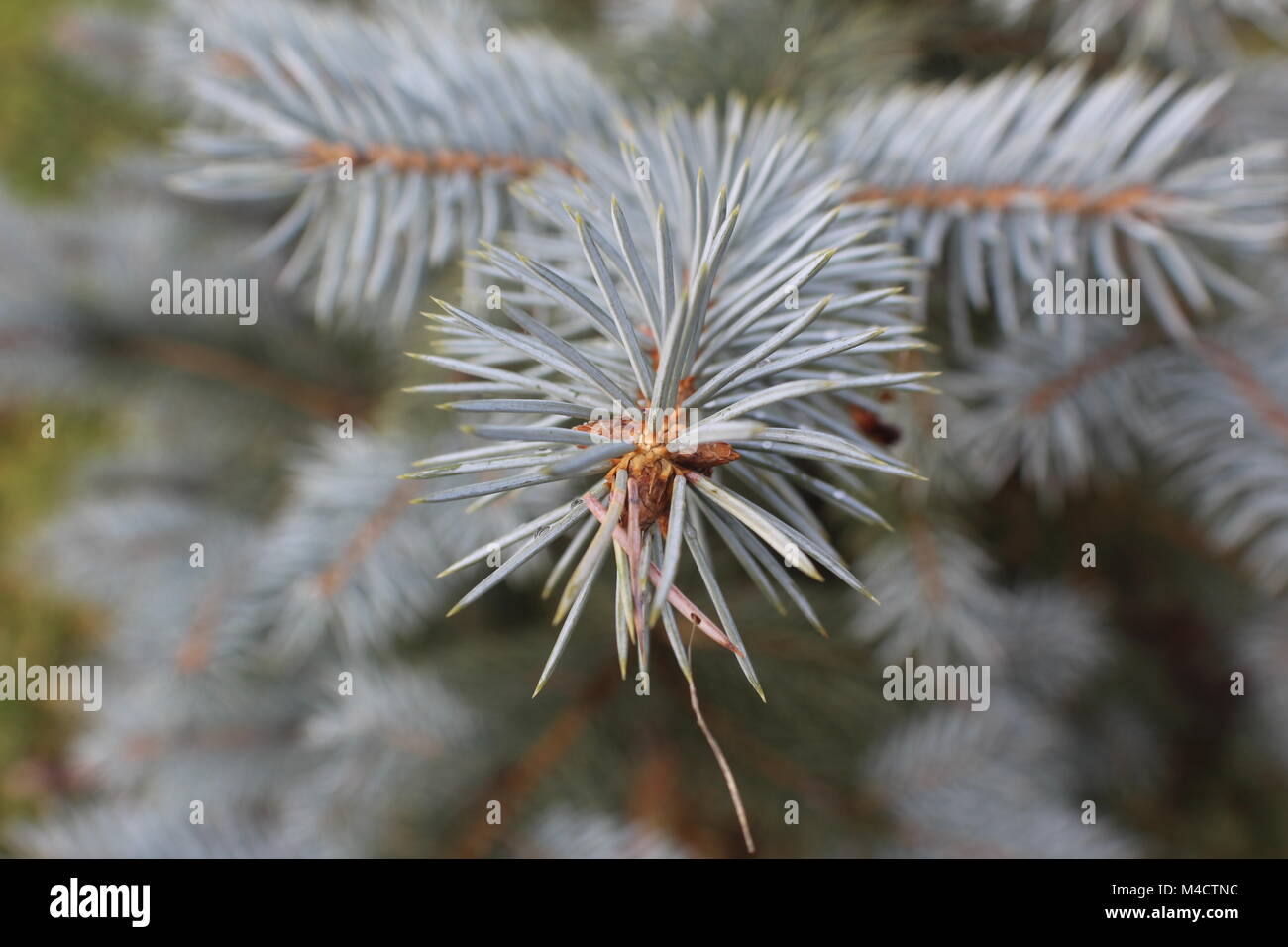 White spruce (Picea glauca) Stock Photo