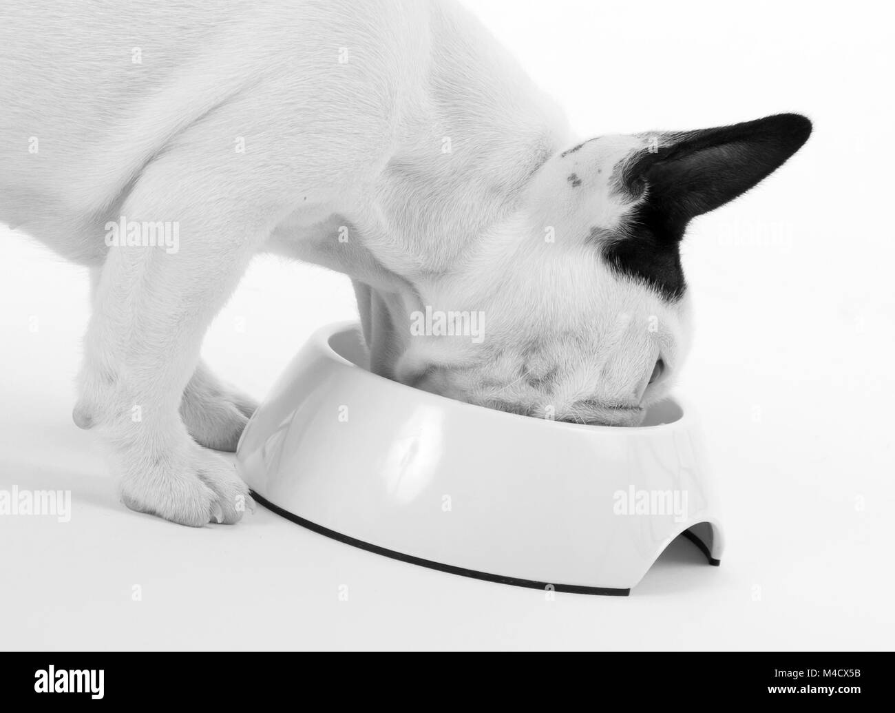 French puppy bulldog eating, isolated on a white background, selective ...