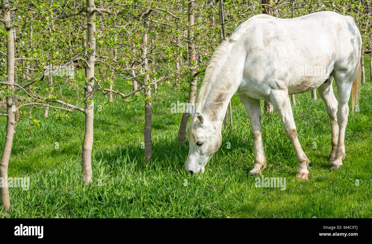 White Arabian Horse grazes in an orchard in the spring.Arabian horses are noted for their graceful build, speed, intelligence, and spirit and are ofte Stock Photo