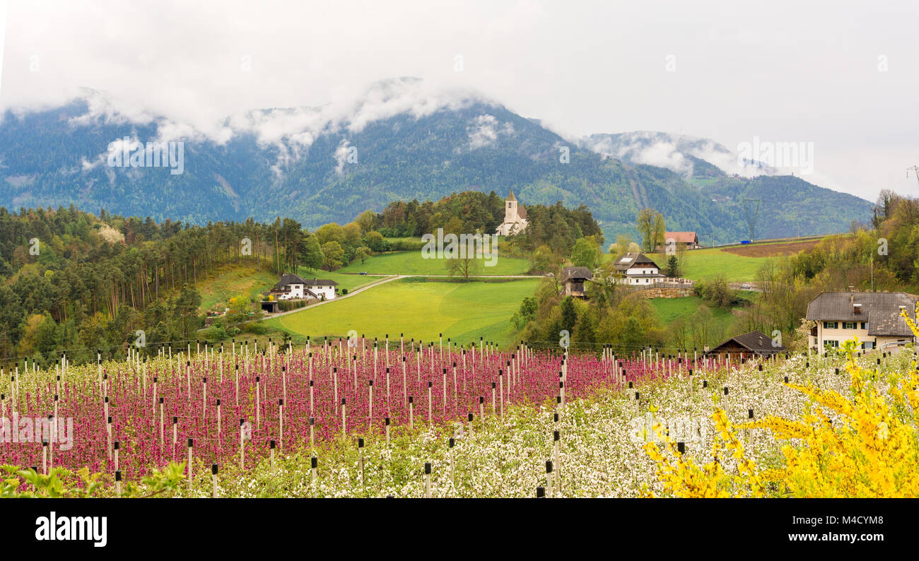 Apple orchard of 'Redlove' apple in the spring. their trees produce beautiful deep pink blossom. Unterinn, South Tyrol, Italy. Stock Photo
