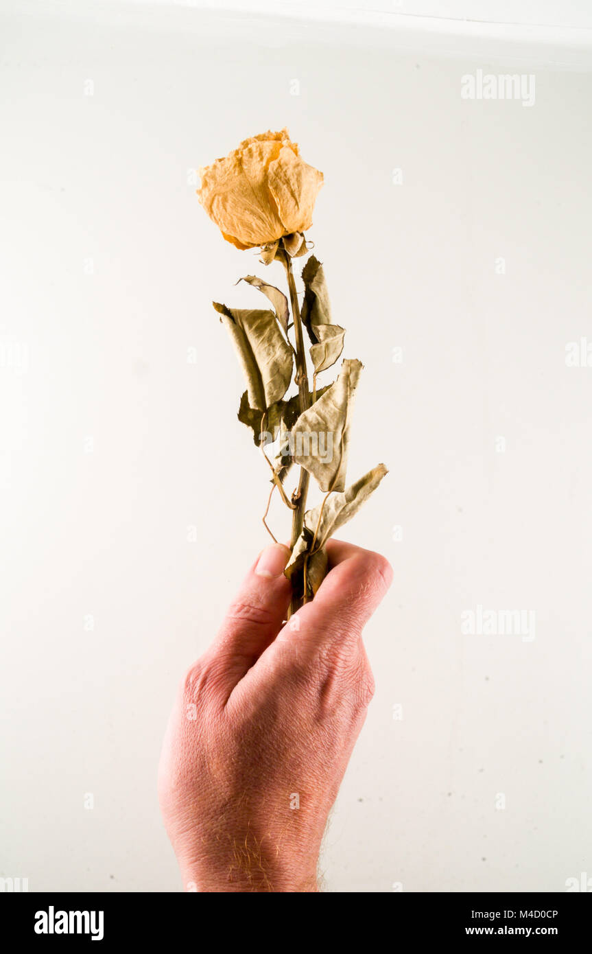 a dried rose isolated on a white background Stock Photo - Alamy