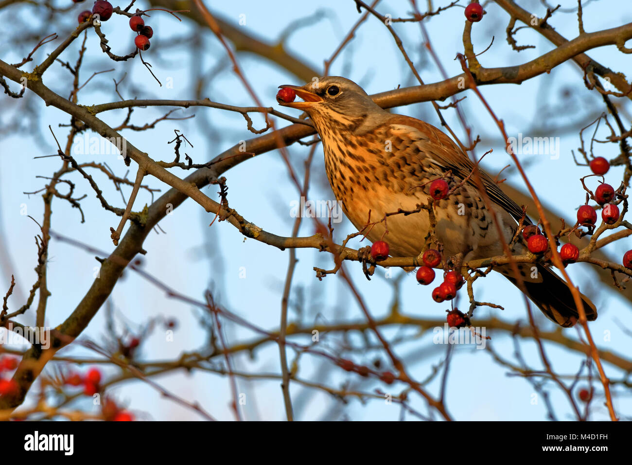 Fieldfare in a mountain-ash Stock Photo