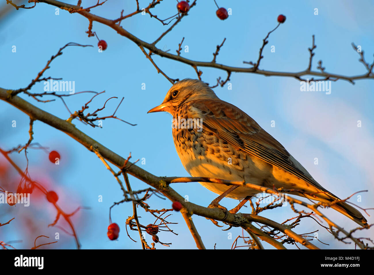 Fieldfare in a mountain-ash Stock Photo