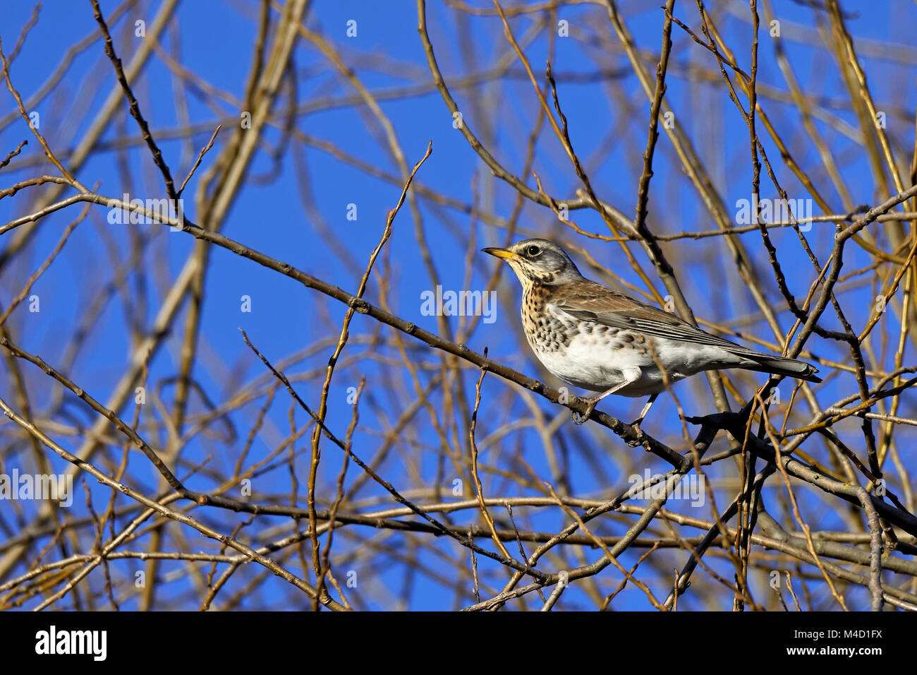 Fieldfare in a tree Stock Photo