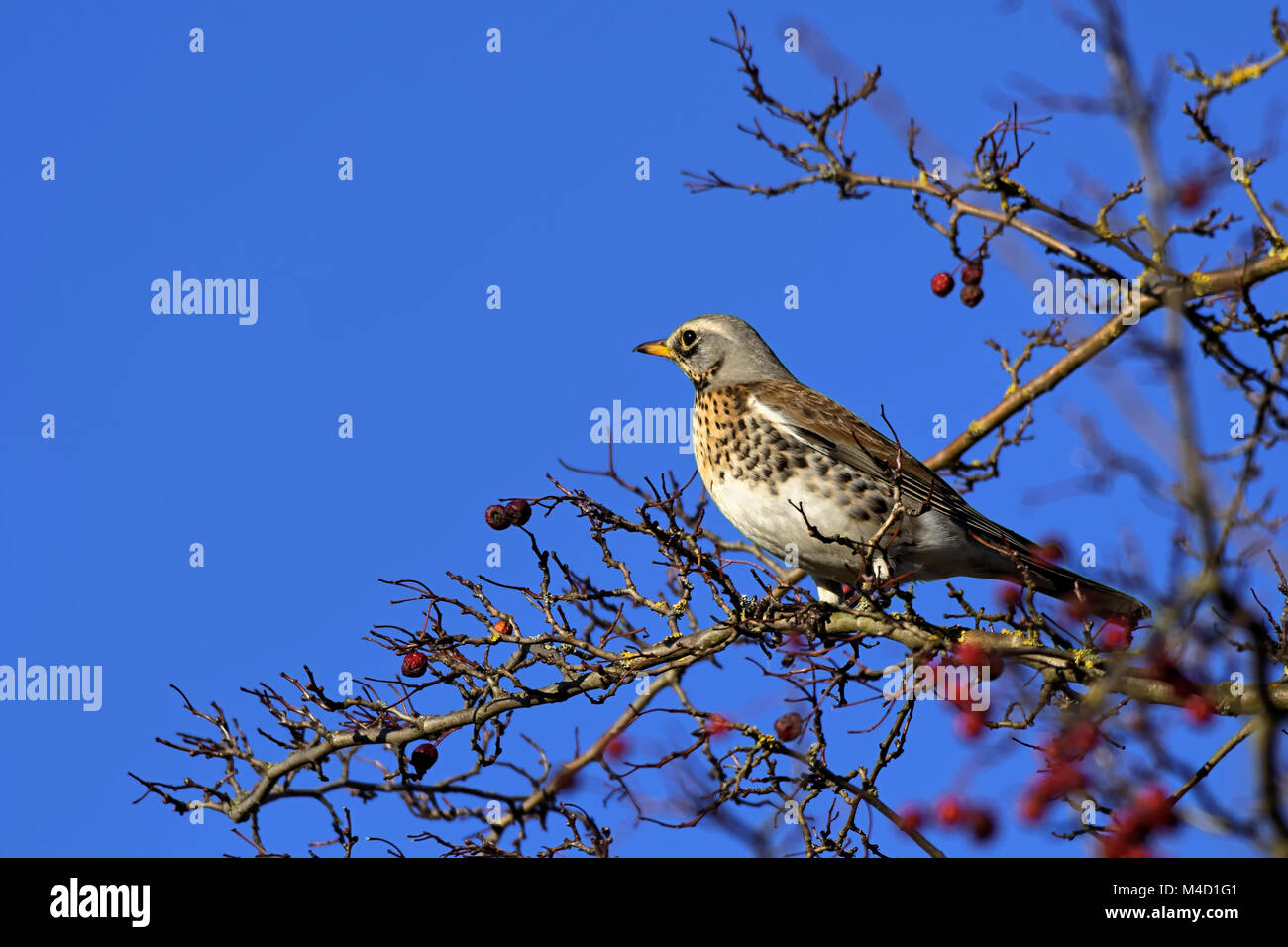 Fieldfare in a mountain-ash Stock Photo