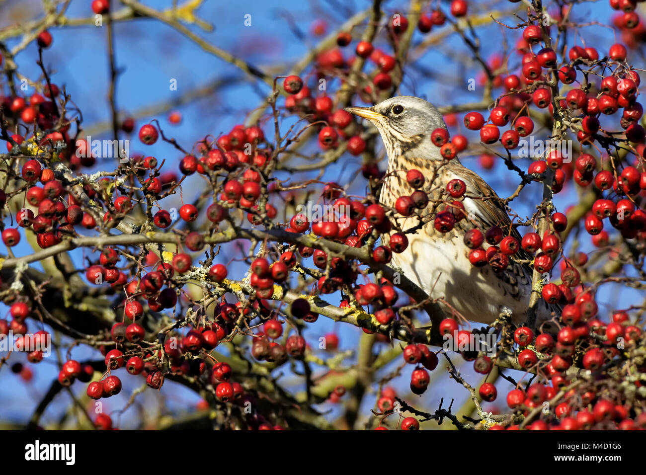 Fieldfare in a mountain-ash Stock Photo