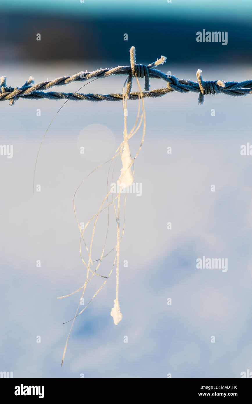 Frosted iron fence Stock Photo