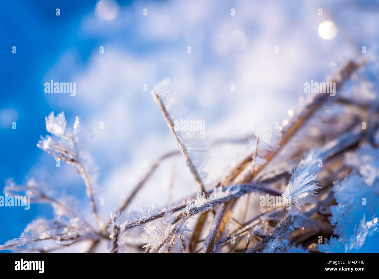 Frosted gras Stock Photo