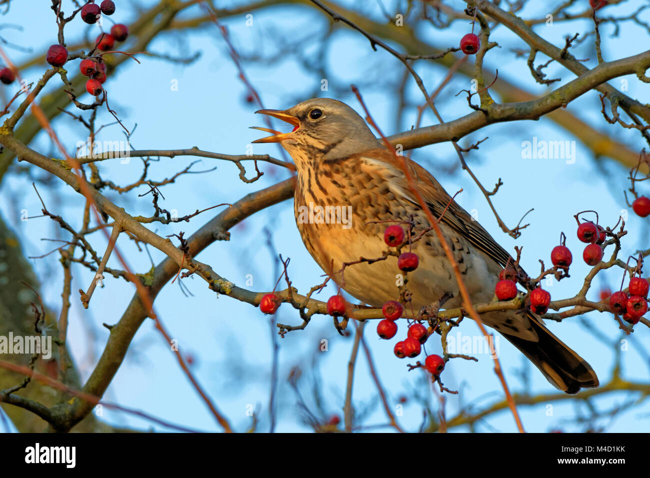 Fieldfare Stock Photo