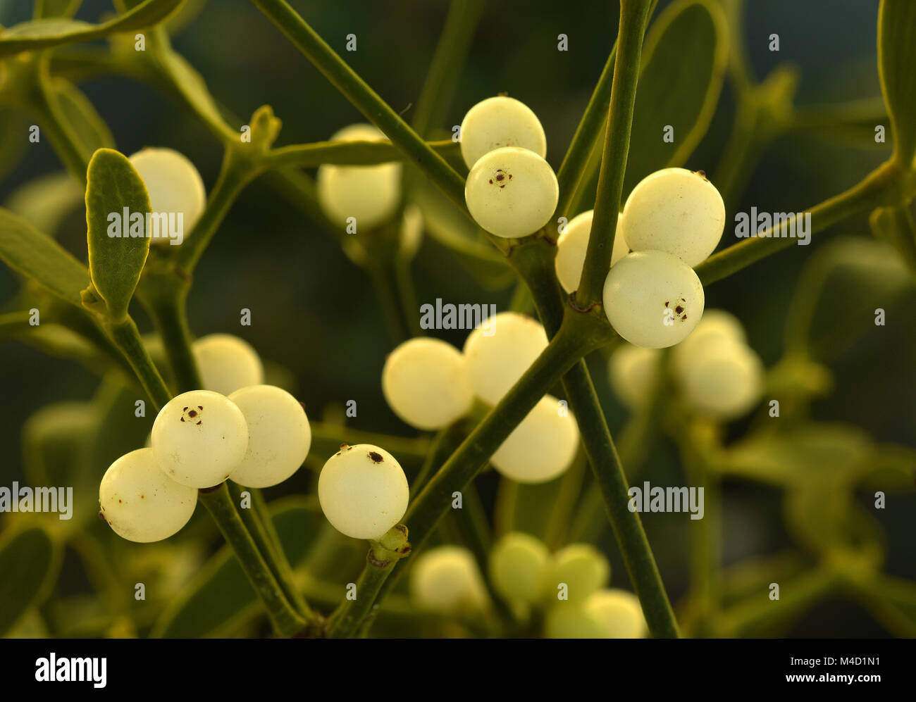 Mistletoe Berries, Mistletoe Seeds, White Berries on Mistletoe, White Berry  Seed on Mistletoe 