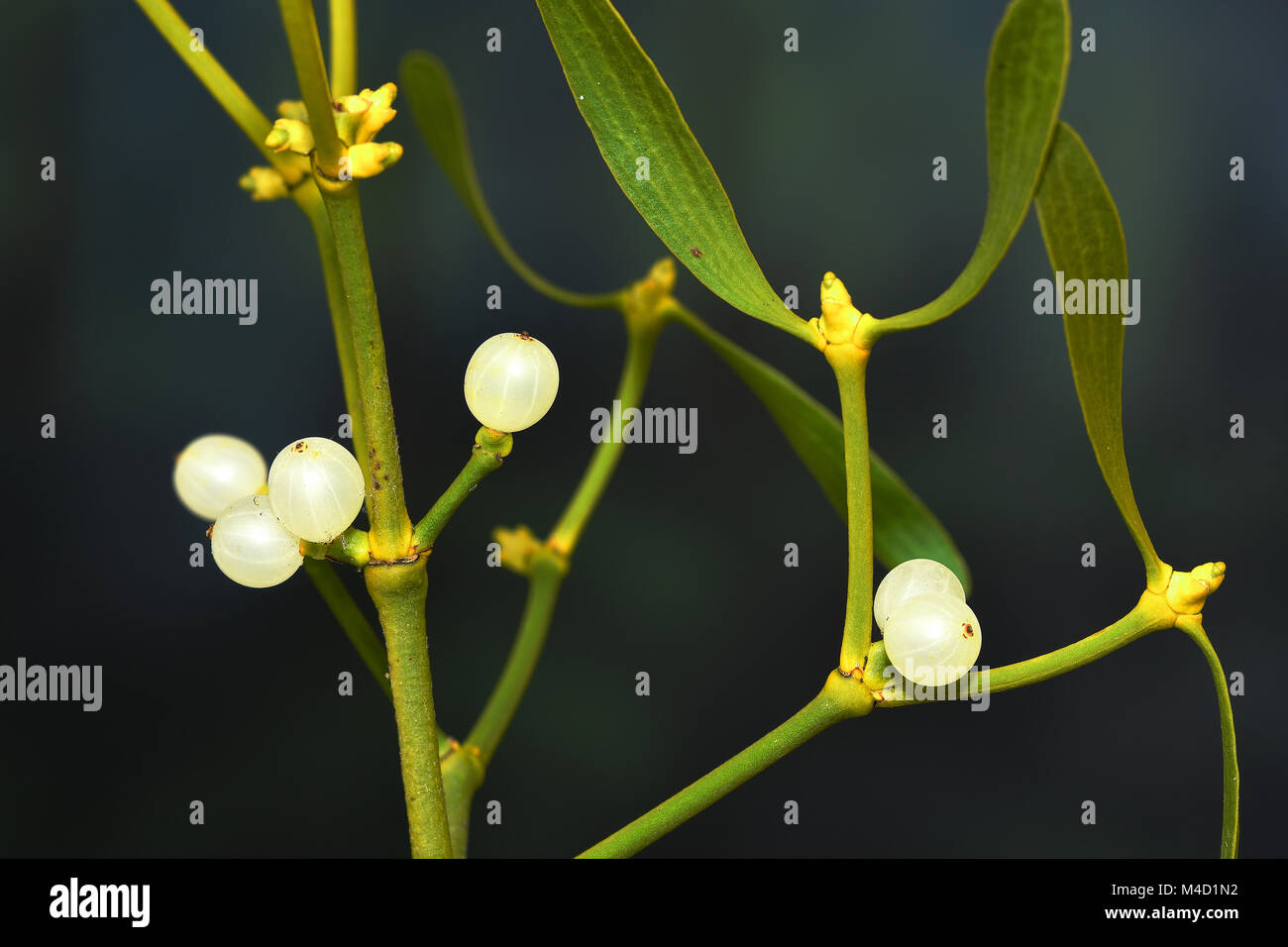 mistletoe; common mistletoe; European mistletoe; berry; berries Stock ...