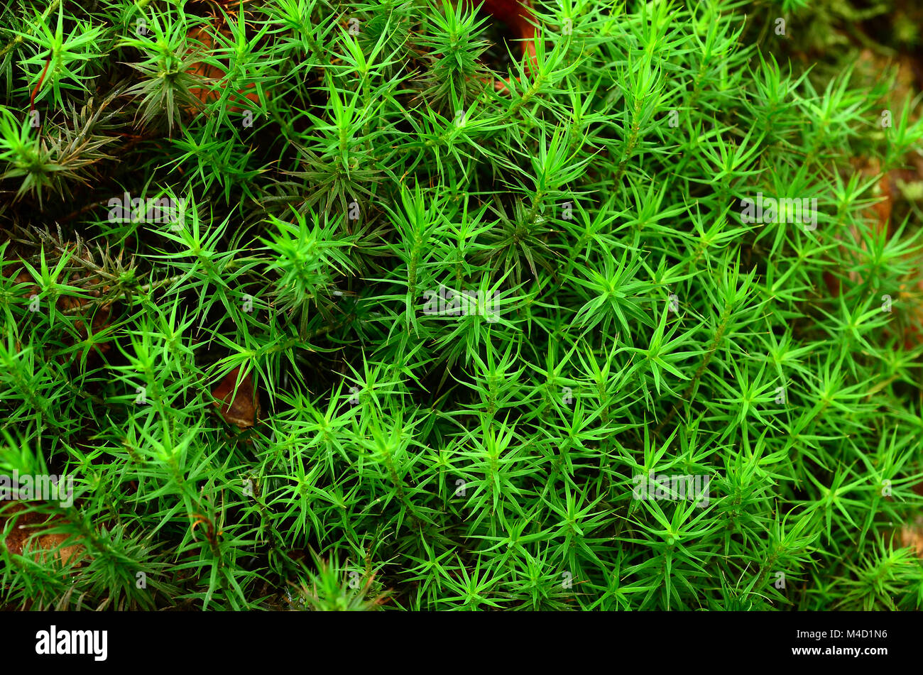 moss; common haircap moss; common haircap moss; Polytrichum commune