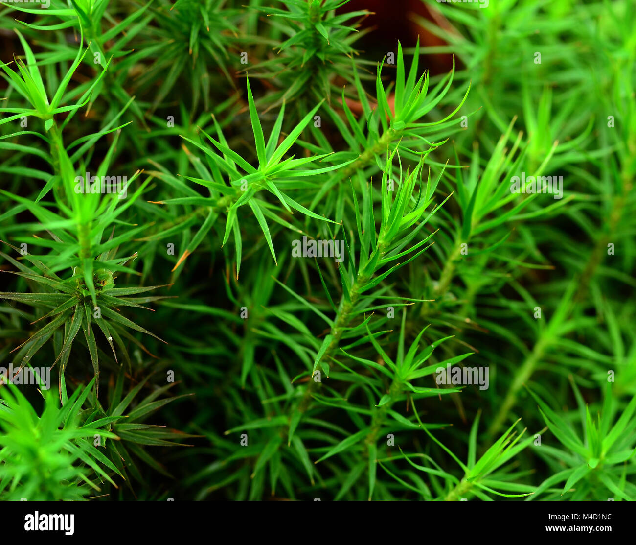 moss; common haircap moss; common haircap moss; Polytrichum commune
