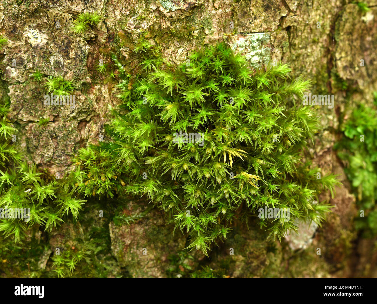 moss; tree trunk; moss at tree trunk; Orthotrichum obtusifolium; Stock Photo