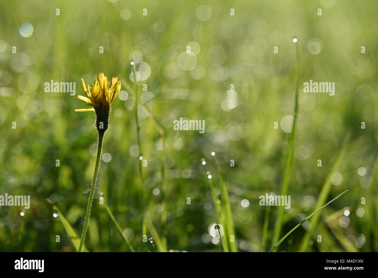 Macrophotography of a czech meadow in Beskydy Mountain Stock Photo