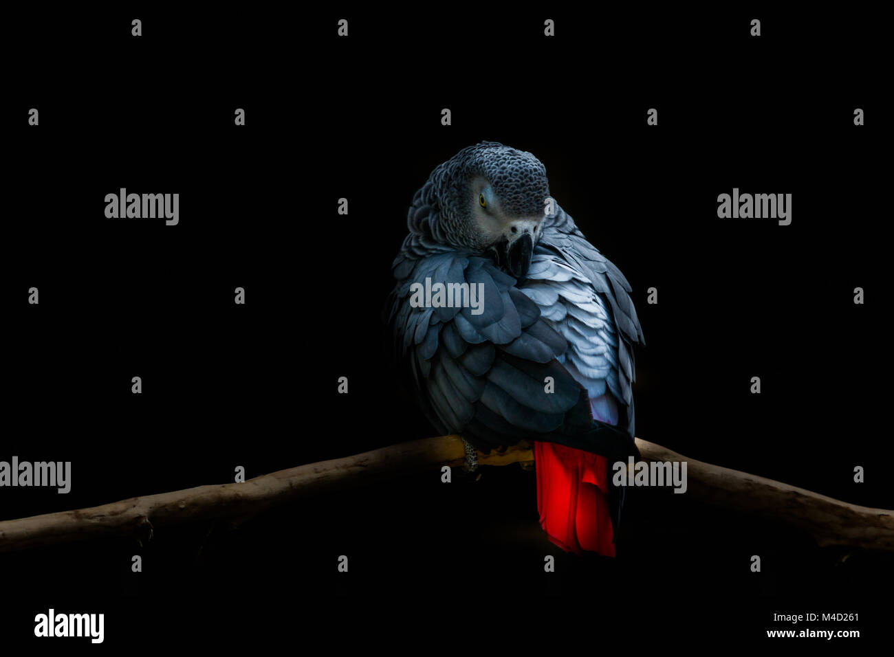 African grey parrot Stock Photo - Alamy