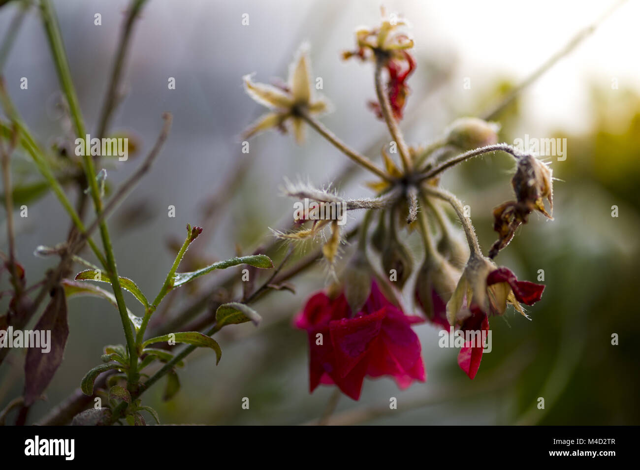 Faded geranium in winter Stock Photo