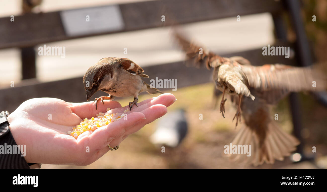 Little brown birds eating corn from a woman's outstretched hand Stock