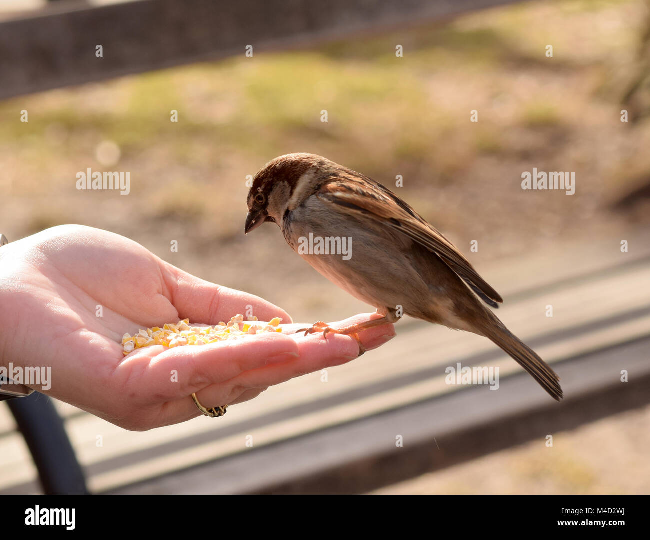 Little brown birds eating corn from a woman's outstretched hand Stock