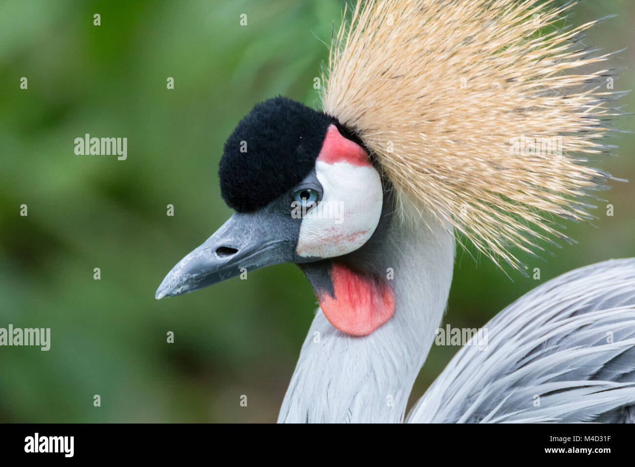 Black crowned crane Stock Photo - Alamy