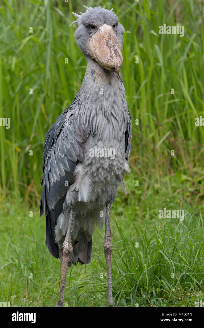 Shoebill hi-res stock photography and images - Alamy