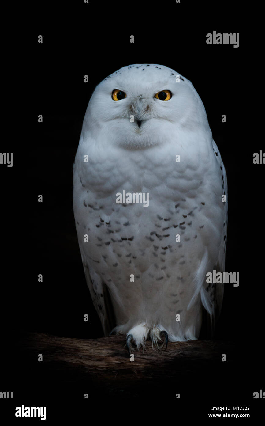 Closeup snowy owl standing hi-res stock photography and images - Alamy