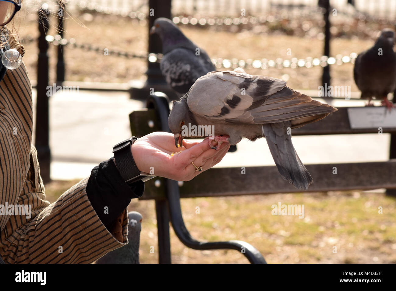 Pigeons eating corn from a woman's outstretched hand in the park Stock Photo