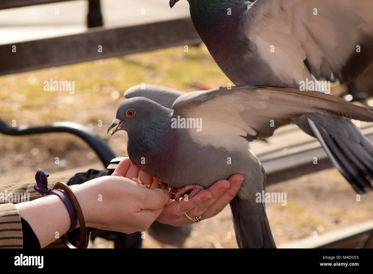 Pigeons eating corn from a woman's outstretched hand in the park Stock Photo