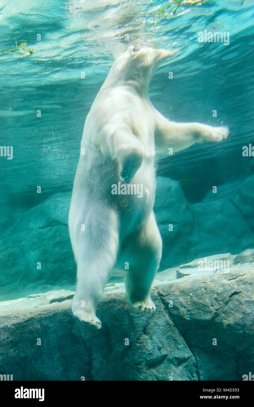 Polar Bear (Also known as Thalarctos Maritimus Stock Photo