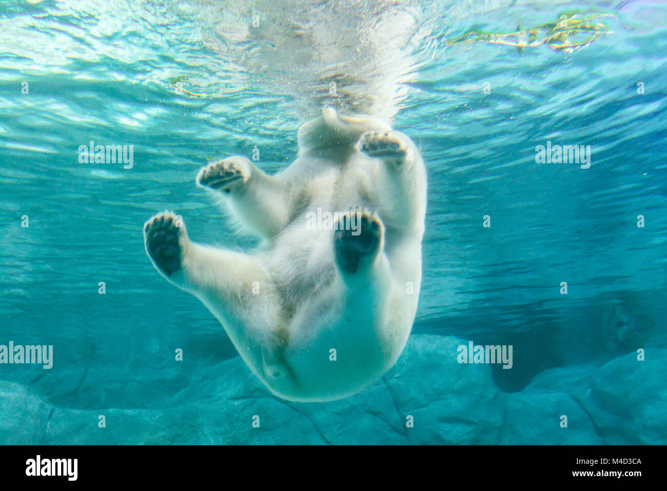 Polar Bear (Also known as Thalarctos Maritimus Stock Photo