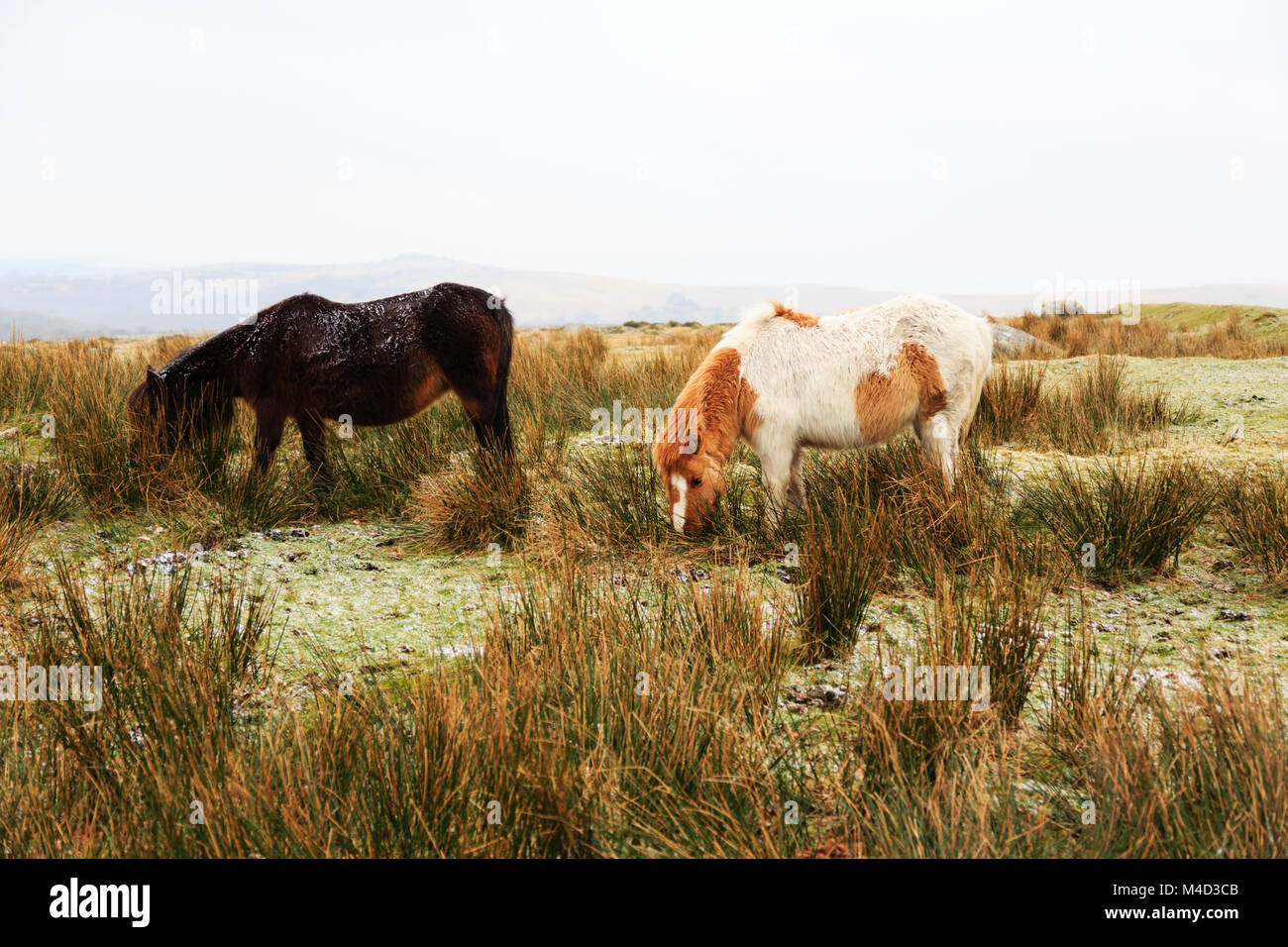 Dartmoor ponies, grazing on Dartmoor, Devonshire, England Stock Photo