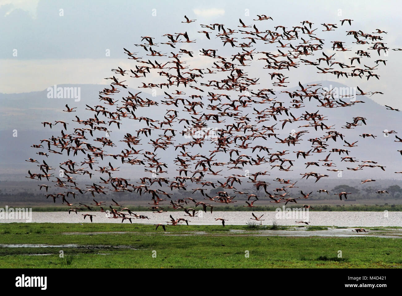 Large flock of flamingos in the Amboseli National Park. Kenya Stock Photo