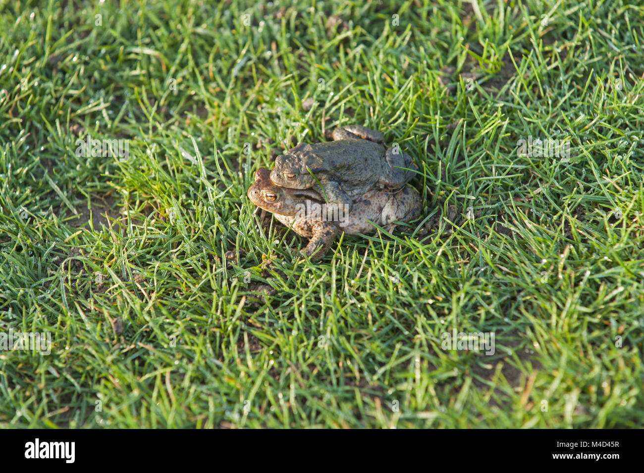 European toads Stock Photo