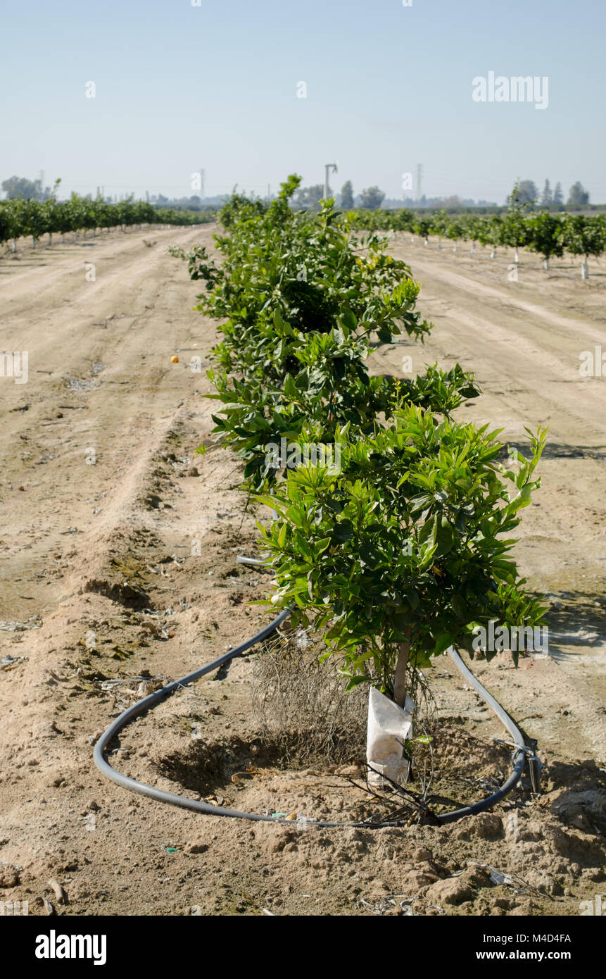 New drip irrigation installed in a new orchard with young citrus trees