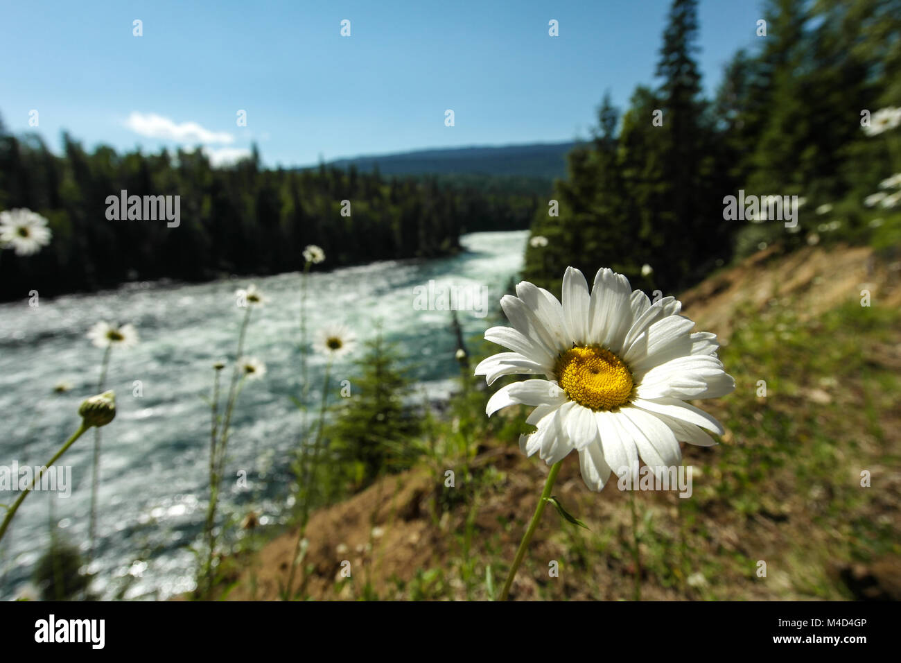 Vollig lichtdurchlassig hires stock photography and images Alamy