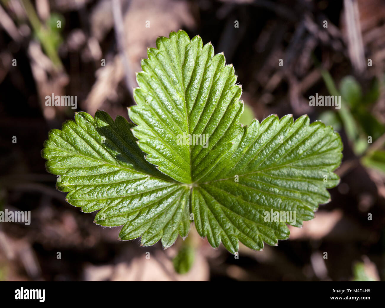 Wild strawberry leaves in spring Stock Photo - Alamy