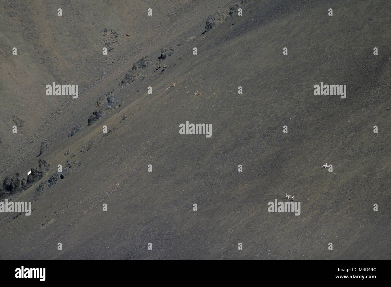 Gray Wolf hunts Dall Sheeps at a mountain slope Stock Photo