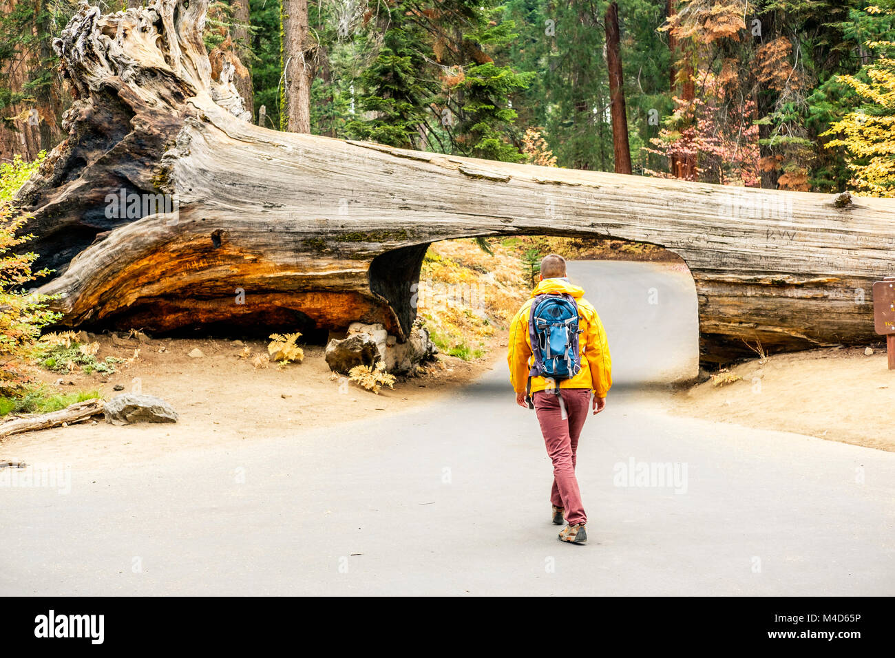Tourist with backpack hiking in Sequoia National Park Stock Photo